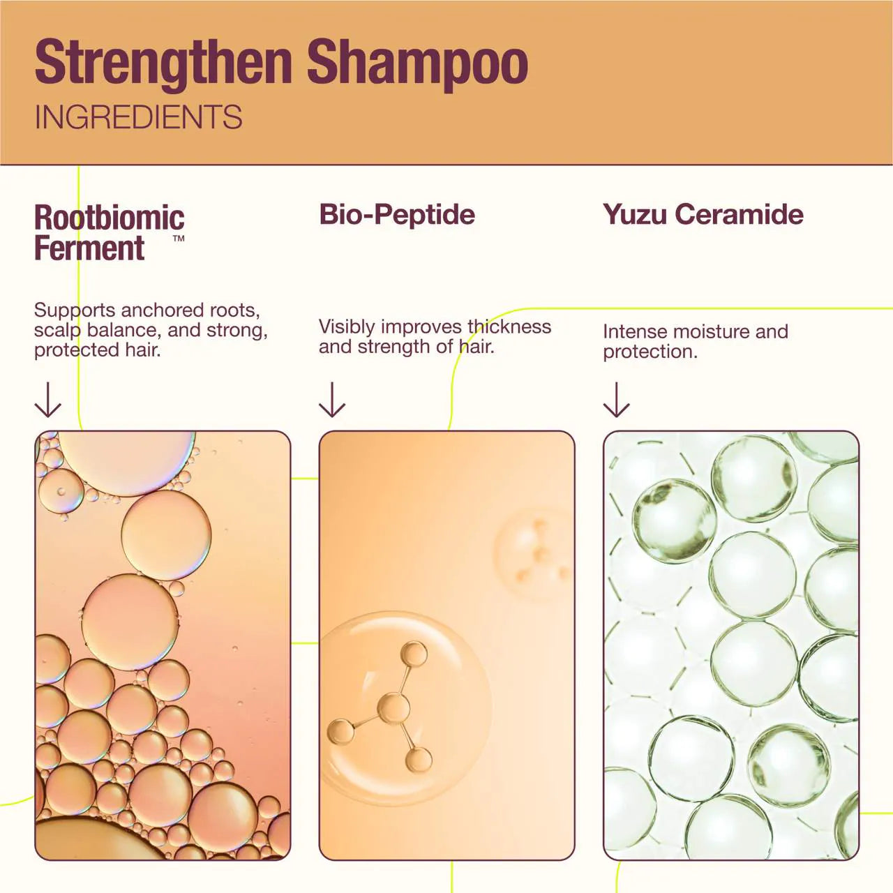 The Rootist Strengthen Concentrated Peptide Shampoo *Pre-Orden*